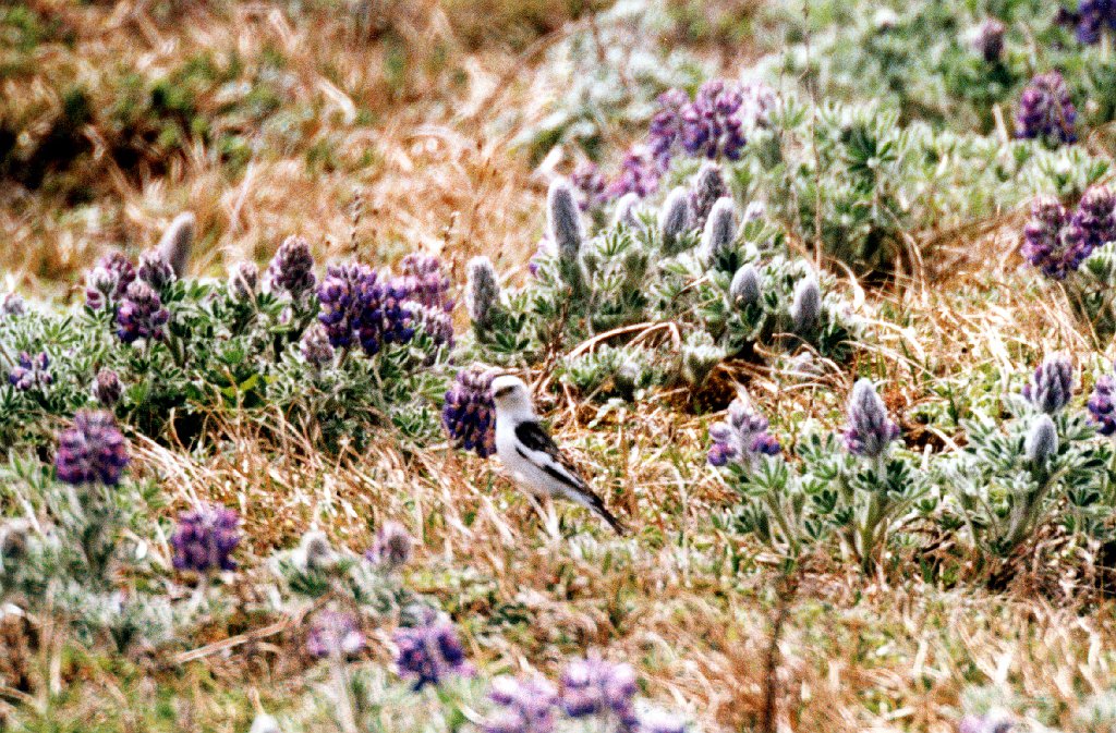 Bunting, Snow, St George Alaska 06-1996 B06P39I01.jpg - Snow Bunting. St. George Island, Alaska, 6-1966